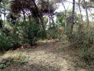 INDUSTRIAL CN II, POLIGONO 18, PARCELA 44 (AMPLIAC 13