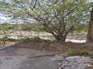 CANARI 8