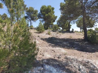 PARAJE PICANCIELO, POLÍGONO 3, PARCELA 2
