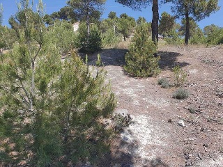 PARAJE PICANCIELO, POLÍGONO 3, PARCELA 3