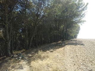 PARAJE PICANCIELO, POLÍGONO 3, PARCELA 8