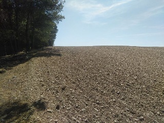 PARAJE PICANCIELO, POLÍGONO 3, PARCELA 11