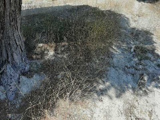 PARAJE PICANCIELO, POLÍGONO 3, PARCELA 13