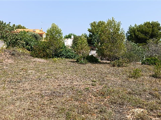 CAÑA PRIMAL I (PL 4) 3