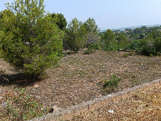 CAÑA PRIMAL I (PL 4) 7
