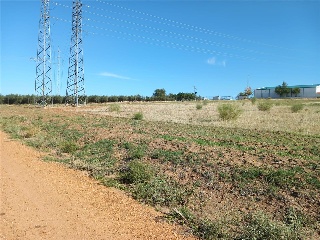 DEHESA DEL REY 7