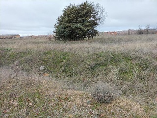 DEL CEREZO 8
