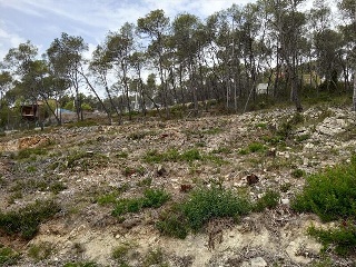 DEL COSMOS. PARCELA 8
