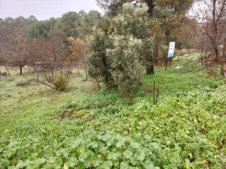 NAVALPINO 3