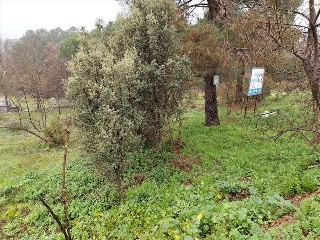 NAVALPINO 6