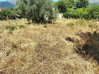 NAVALPINO 12