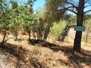 SITIO NAVALPINO 3