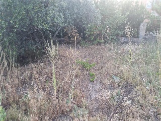 SITIO NAVALPINO 12
