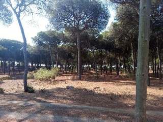 LITORAL ISLA ESTE POLIGONO 6 PARCELA 33 CARRERAS 7