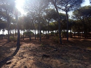 LITORAL ISLA ESTE POLIGONO 6 PARCELA 33 CARRERAS 12