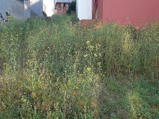 PASTORIZA 9