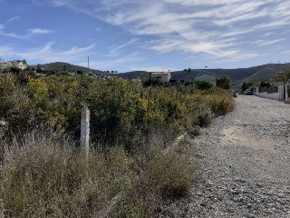 PINOMAR 4