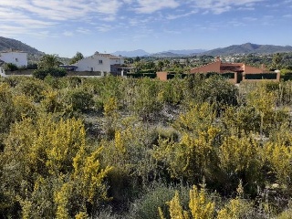 PINOMAR 6
