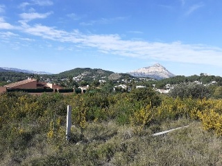 PINOMAR 7