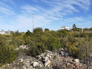 PINOMAR 10