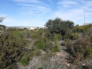 PINOMAR 11