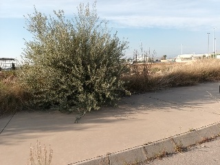 ROSA DELS VENTS 3