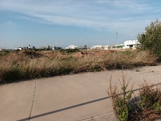 ROSA DELS VENTS 5
