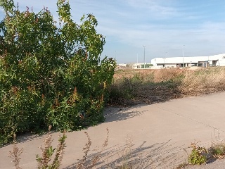 ROSA DELS VENTS 6