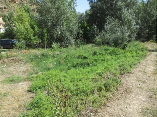CERVERA-INESTRILLAS.  Polígono 6 Parcela 318. EL ARIZO 7