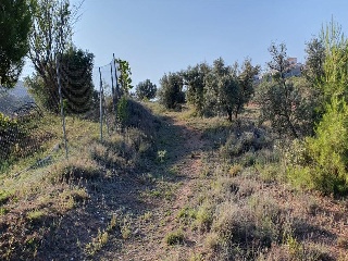 SAU-3 LOS CARACOLILLOS 10