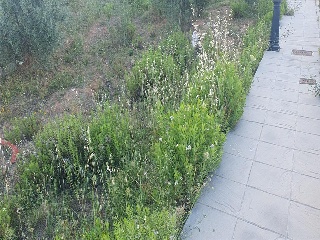 SAU-3 LOS CARACOLILLOS 2