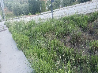 SAU-3 LOS CARACOLILLOS 3