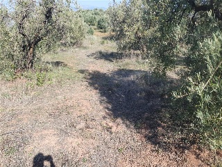 SAU-3 LOS CARACOLILLOS 3
