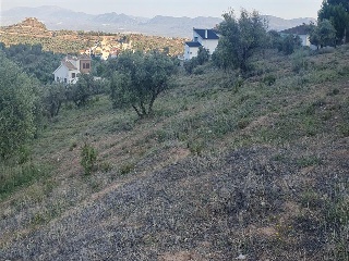 SAU-3 LOS CARACOLILLOS 6