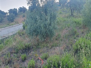 SAU-3 LOS CARACOLILLOS 10