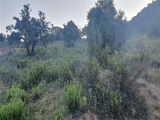 SAU-3 LOS CARACOLILLOS 10
