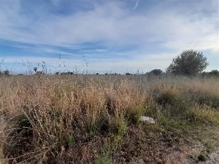 PARAJE BUSTALETS, POLIGONO 4, PARCELA 5