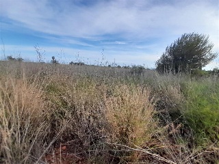 PARAJE BUSTALETS, POLIGONO 4, PARCELA 11