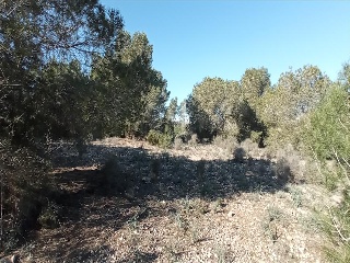 LO MESEGUER. LOS MONTESINOS 7