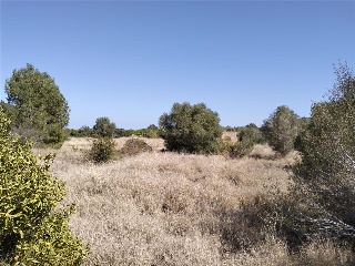PARAJE PLA DE GORRA O CAMBRILS, POLIG 7 7