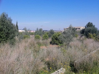 PARAJE PLA DE GORRA O CAMBRILS, POLIG 7 11