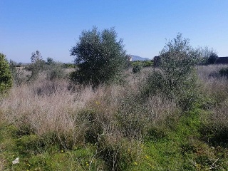 PARAJE PLA DE GORRA O CAMBRILS, POLIG 7 12
