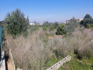PARAJE PLA DE GORRA O CAMBRILS, POLIG 7 13