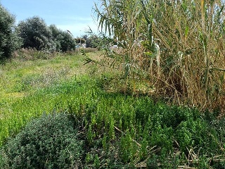 Partida FINELLO 5