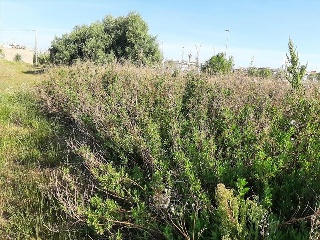 Partida FINELLO 7