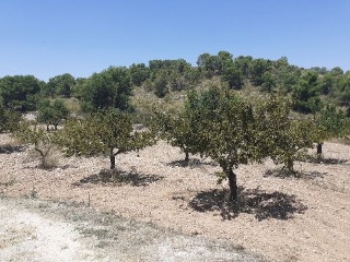 PARAJE SOPAIRE Y CAÑADA DE LA LEÑA. POL.3 - PARC. 2223 2