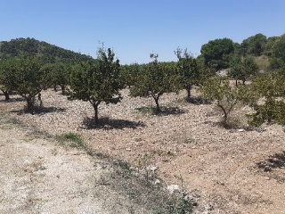 PARAJE SOPAIRE Y CAÑADA DE LA LEÑA. POL.3 - PARC. 2223 4