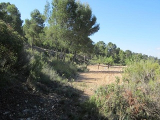 PARAJE SOPAIRE Y CAÑADA DE LA LEÑA. POL.3 - PARC. 2223 5