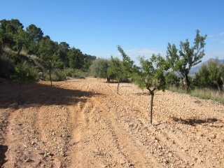 PARAJE SOPAIRE Y CAÑADA DE LA LEÑA. POL.3 - PARC. 2223 6