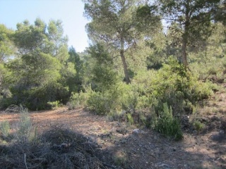PARAJE SOPAIRE Y CAÑADA DE LA LEÑA. POL.3 - PARC. 2223 7